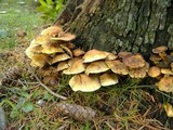 Hypholoma capnoides image