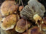 Hypholoma capnoides image