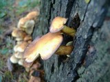 Hypholoma capnoides image