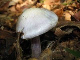 Cortinarius alboviolaceus image