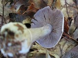 Cortinarius alboviolaceus image