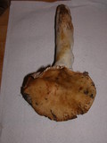 Russula fragrantissima image