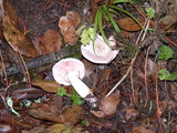 Agaricus californicus image