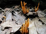 Clavulinopsis aurantiocinnabarina image