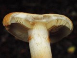 Gymnopilus sapineus image