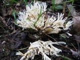 Tremellodendron pallidum image