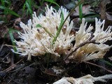 Tremellodendron pallidum image