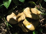 Boletinellus merulioides image