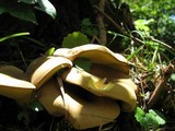 Boletinellus merulioides image