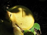 Boletinellus merulioides image