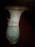 Pleurotus eryngii image