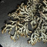 Brodoa oroarctica image