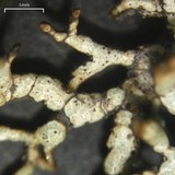 Brodoa oroarctica image