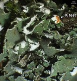 Cladonia symphycarpia image