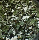 Cladonia symphycarpia image