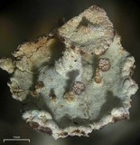 Cladonia macrophyllodes image