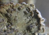 Massalongia carnosa image