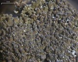 Massalongia carnosa image