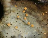 Illosporium carneum image