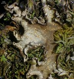 Illosporium carneum image