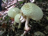 Amanita daucipes image