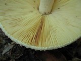 Amanita daucipes image