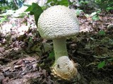 Amanita daucipes image