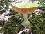 Amanita daucipes image