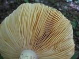 Amanita daucipes image