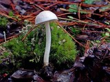 Alboleptonia adnatifolia image