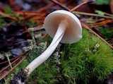 Alboleptonia adnatifolia image