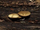 Simocybe centunculus var. centunculus image