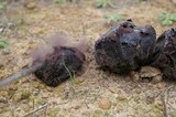 Calvatia fragilis image