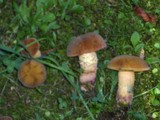 Boletus queletii image