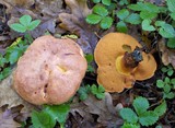 Boletus queletii image