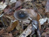 Amanita constricta image