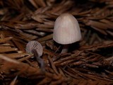 Mycena capillaripes image
