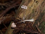 Mycena capillaripes image