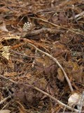 Gomphus clavatus image