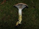Gomphidius subroseus image