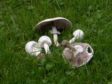 Agaricus arvensis image