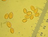Gymnopilus ventricosus image