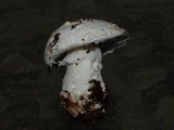 Amanita silvicola image
