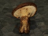 Tapinella atrotomentosa image