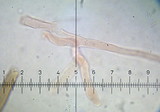Arrhenia retiruga image