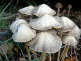 Psathyrella corrugis image