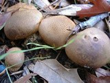 Scleroderma verrucosum image