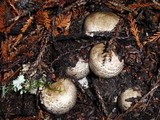 Agaricus moelleri image