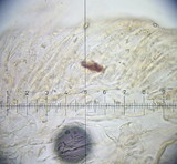 Suillus caerulescens image