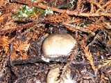 Agaricus moelleri image